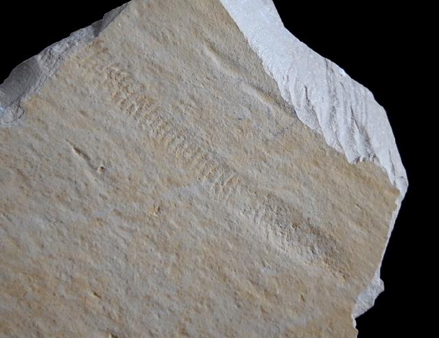 Rollspur eines Ammoniten (Perisphinctes) + Schleifspur indet. - Bild © FossNet FossilienStore